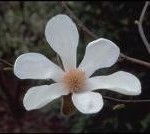 magnolia-kobus-1