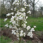 magnolia-kobus-2