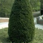 taxus-baccata-1